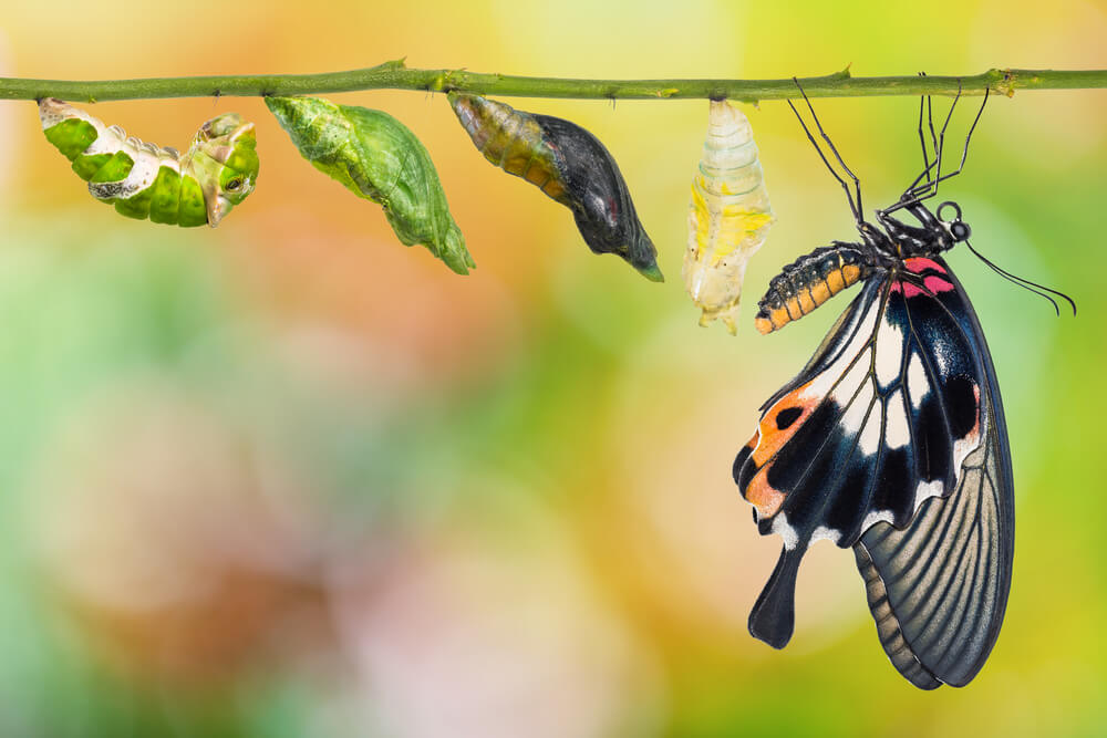 Caterpillar changing into a butterfly