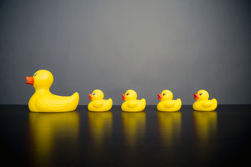 image of ducks in a row symbolising alignment